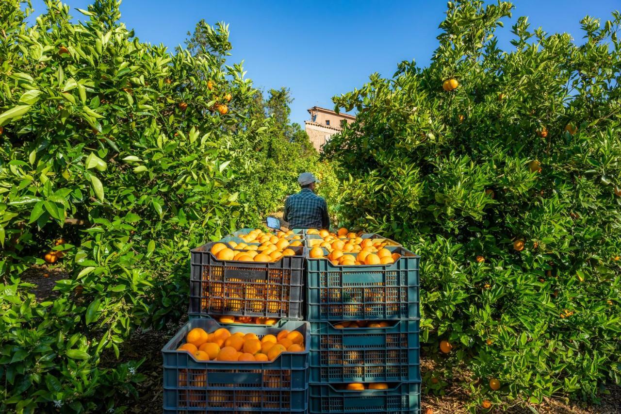 Finca Ca'S Curial - Agroturismo - Adults Only Sóller Eksteriør bilde